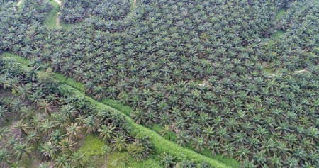 Salim Ivomas (SIMP) Klarifikasi Terkait Isu Lahan Sawit di Kawasan Hutan